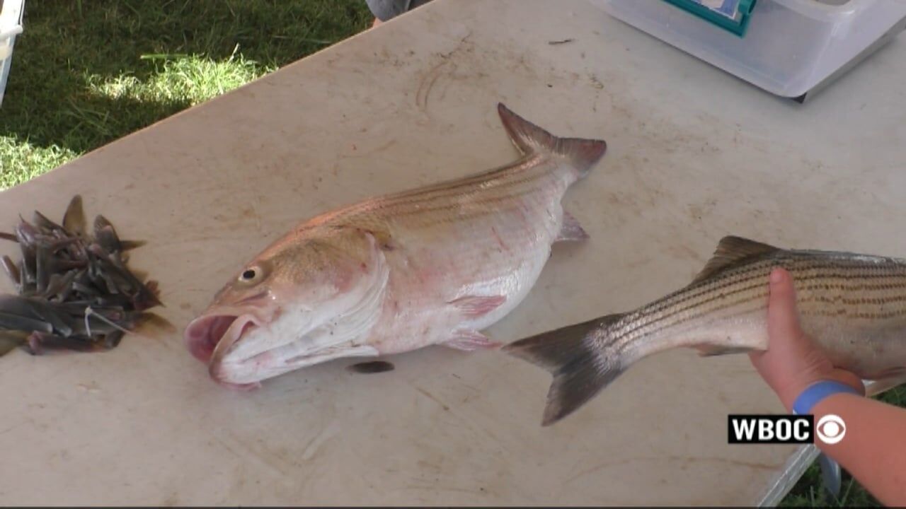 ASMFC Votes to Keep Striped Bass Regulations for 2025 Season